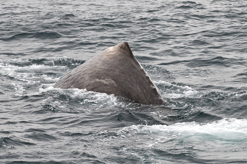 56 Kaskelotti 1.jpg - kunnes sukeltaa etsimaan ravintoa